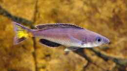 aquarium-von-axolotl-tanganjikatuempel-2-0_Cyprichromis leptosoma Kitumba