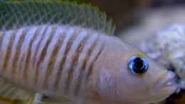aquarium-von-axolotl-tanganjikatuempel-2-0_Neolamprologus multifasciatus