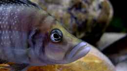 aquarium-von-axolotl-tanganjikatuempel-2-0_Atolamprologus calvus