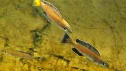 Aquarium einrichten mit Cyprichromis leptosoma Kitumba