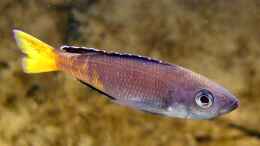 Aquarium einrichten mit Cyprichromis leptosoma Kitumba