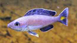 Foto mit Cyprichromis leptosoma Kitumba