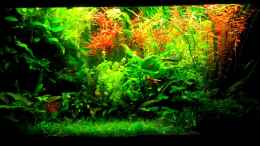 aquarium-von-scaper-dschungellichtung_Junglelichtung