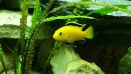 aquarium-von-propaul-becken-33281_Lab Yellow