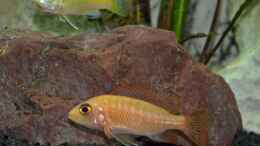 aquarium-von-propaul-becken-33281_FireFish Dame und Yellow mit Brut