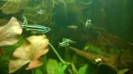aquarium-von-cello-tropenfluss-aufgeloest_annostomus marginatus