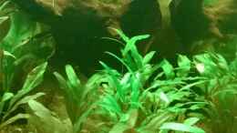 Aquarium einrichten mit cryptocoryne beckettii,wendtii und pechtii
