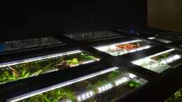 aquarium-von-gallius-wilder-rheinwald_Die LED Leuchtbalken in endgültiger Position