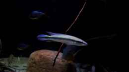 aquarium-von-suedamerika-aquanaut-amazonas-klarwasser-nebenfluss-nur-noch-als-beisp_Crenicichla regani Bock 