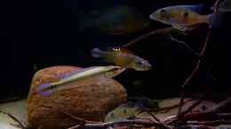 aquarium-von-suedamerika-aquanaut-amazonas-klarwasser-nebenfluss-nur-noch-als-beisp_Crenicichla regani Paar