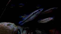 aquarium-von-suedamerika-aquanaut-amazonas-klarwasser-nebenfluss-nur-noch-als-beisp_Pärchen Crenicichla cf Inpa manacapuru 