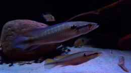 aquarium-von-suedamerika-aquanaut-amazonas-klarwasser-nebenfluss-nur-noch-als-beisp_Crenicichla cf inpa manacapuru  