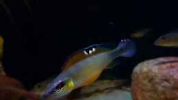 aquarium-von-suedamerika-aquanaut-amazonas-klarwasser-nebenfluss-nur-noch-als-beisp_Crenicichla regani weib 