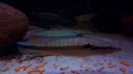 aquarium-von-suedamerika-aquanaut-amazonas-klarwasser-nebenfluss-nur-noch-als-beisp_Crenicichla cf inpa manacapuru  (Bock)