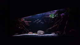 aquarium-von-suedamerika-aquanaut-amazonas-klarwasser-nebenfluss-nur-noch-als-beisp_