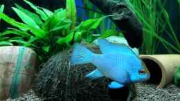 aquarium-von-returner-juwel-rio-180_Schmetterlingsbuntbarsch Electric blue