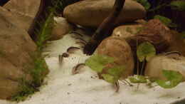 aquarium-von-southheart-rio-negro-em-suica_Ein seltenes Foto; gleich 10 der 16 C. Arcuatus auf einmal. 
