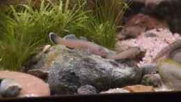 aquarium-von-dominik-at-the-riverbank_Rhinogobius rubromaculatus