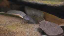 Aquarium einrichten mit Rhinogobius rubromaculatus (w)