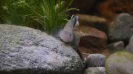 aquarium-von-dominik-at-the-riverbank_Rhinogobius rubromaculatus 