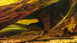 aquarium-von-der-theoretiker-noerdliches-suedamerika-nur-noch-beispiel_01.11.20016 2 sturisoma + baryancistrus demantoides (unter d