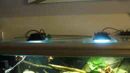 aquarium-von-der-theoretiker-noerdliches-suedamerika-nur-noch-beispiel_24.01.2017 LED Fluter auf Glasscheiben