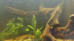 Aquarium einrichten mit Anubias hastifolia