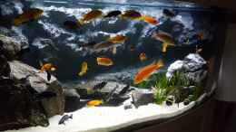 aquarium-von-malawifans-malawi_