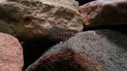 aquarium-von-bitman-werk-3_Julidochromis marlieri Magara
