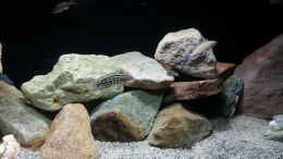 Aquarium einrichten mit Julidochromis marlieri Magara