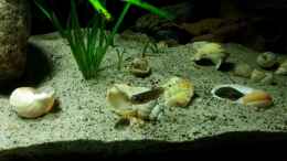 Aquarium einrichten mit Lamprologus ocellatus gold isanga