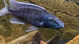 aquarium-von-manni-predators_Champsochromis spilorhynchus