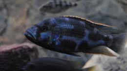 aquarium-von-manni-predators_Nimbochromis Livingstonii