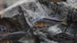 aquarium-von-manni-predators_Buccochromis rhoadesii