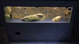 aquarium-von-manni-predators_Aquarium Hauptansicht von Predators