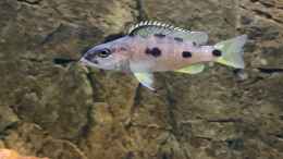 aquarium-von-manni-predators_Exochochromis anagenys