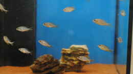 aquarium-von-manni-predators_Copadichromis Kadango red Fin Nachwuchs
