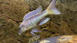 Aquarium einrichten mit Buccochromis rhoadesii