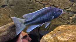 Aquarium einrichten mit Champsochromis spilorhynchus