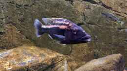 Aquarium einrichten mit Tyrannochromis Maculiceps von Mbenji