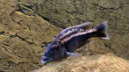 Aquarium einrichten mit Tyrannochromis Maculiceps von Mbenji