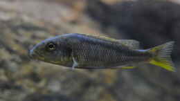aquarium-von-manni-predators_Buccochromis rhoadesii
