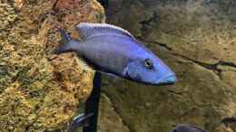 aquarium-von-manni-predators_Dimidichromis Compressiceps 