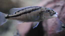 Foto mit Aristochromis Christyi (nicht mehr im Becken)