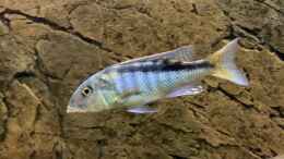 Foto mit Buccochromis rhoadesii