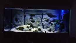 aquarium-von-b-r--mbuna-becken_Mbuna-Becken