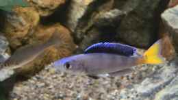 aquarium-von-steffi66-tanganjika-cavern_Cyprichromis Leptosoma blue flash Isanga 