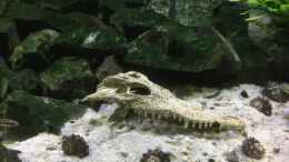 aquarium-von-steffi66-tanganjika-cavern_JA, es gibt Nilkrokodile im Tanganjika-See ;-)