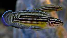Aquarium einrichten mit Julidochromis regani 