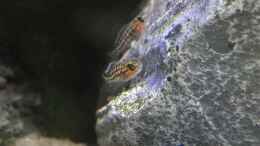 Aquarium einrichten mit Julidochromis regani Jungfische 